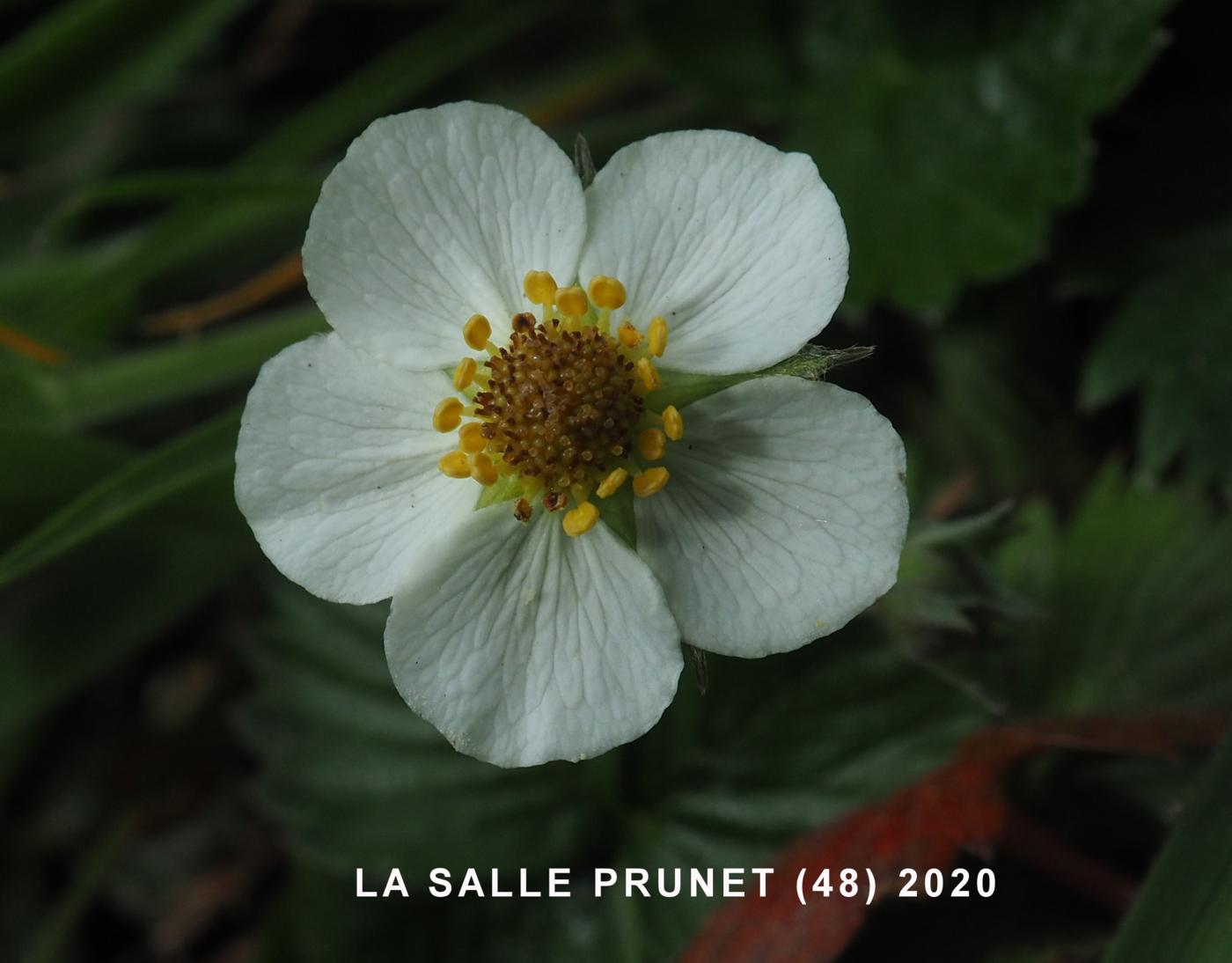 Strawberry, Wild flower